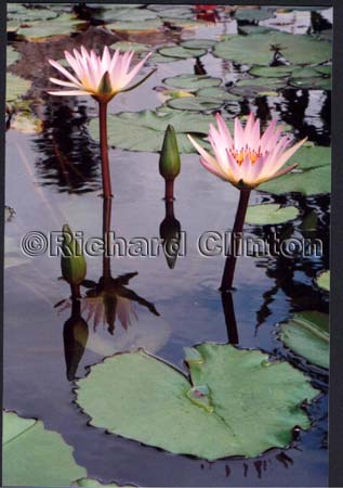 lilly-3