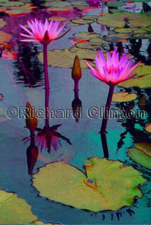 lilly-3c